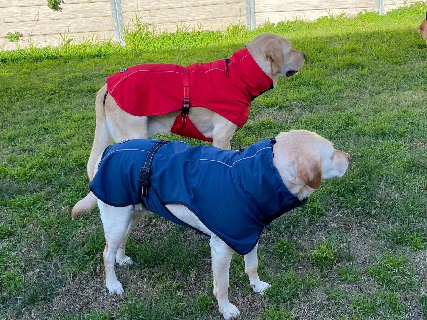 Pet Dog Raincoat Poncho Jacket Windbreaker Waterproof Clothes with Harness Hole-XXL-Black Single Layer