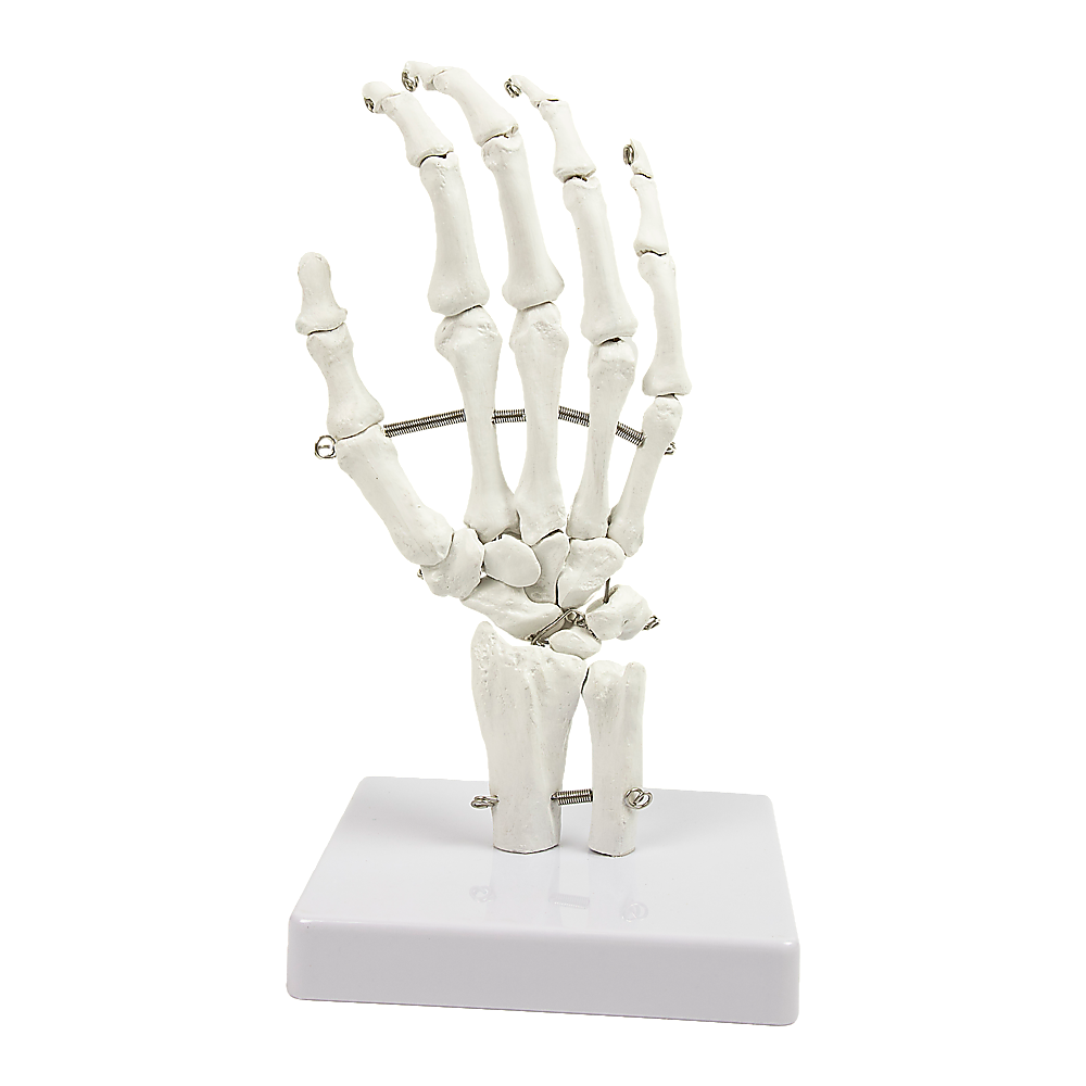 Detailed Anatomical Hand Skeleton Model, PVC, 12x25cm