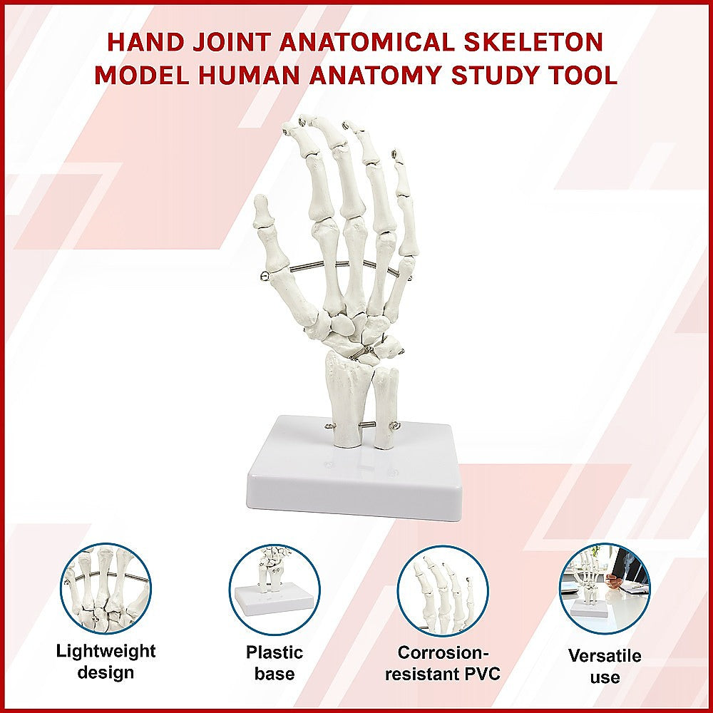 Detailed Anatomical Hand Skeleton Model, PVC, 12x25cm