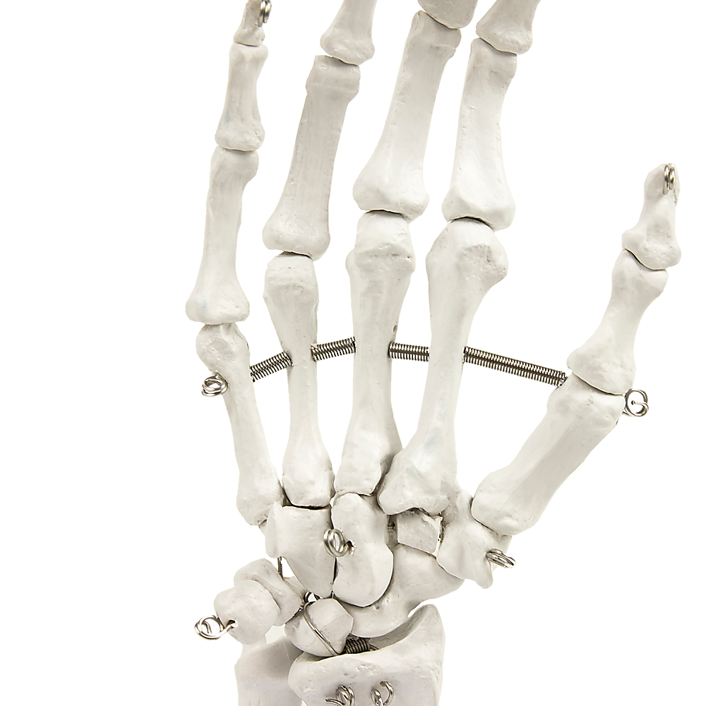 Detailed Anatomical Hand Skeleton Model, PVC, 12x25cm