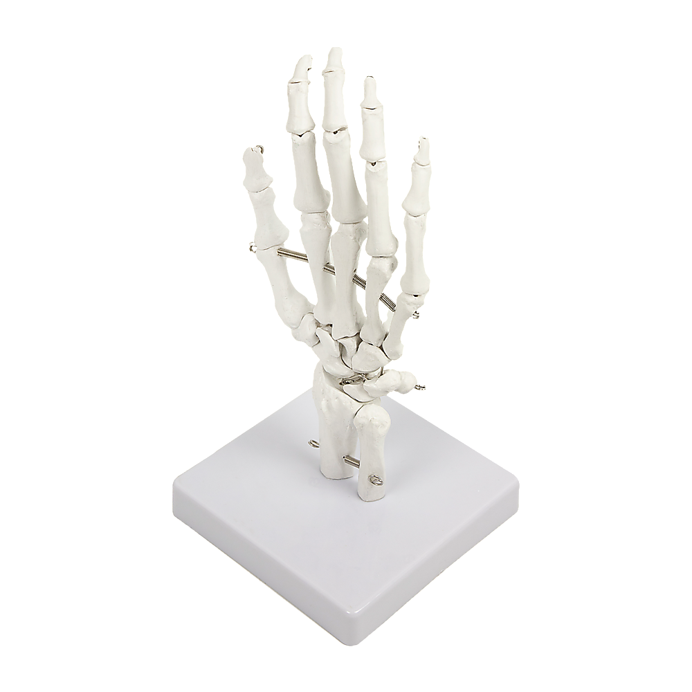 Detailed Anatomical Hand Skeleton Model, PVC, 12x25cm