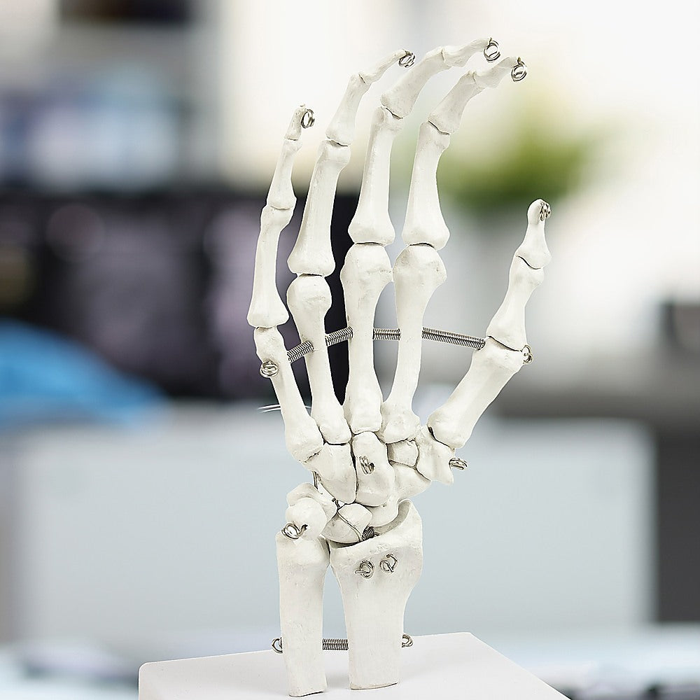 Detailed Anatomical Hand Skeleton Model, PVC, 12x25cm