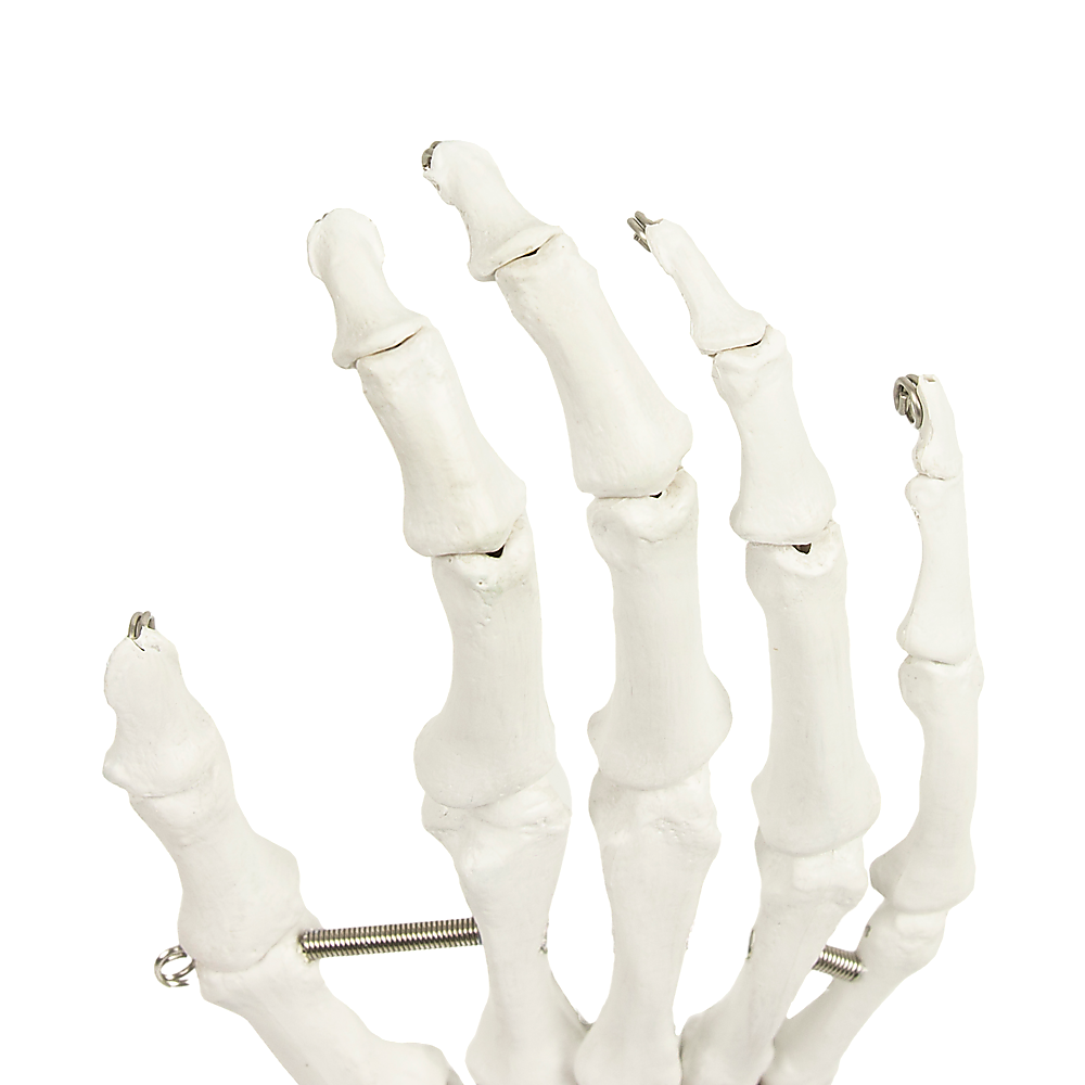 Detailed Anatomical Hand Skeleton Model, PVC, 12x25cm