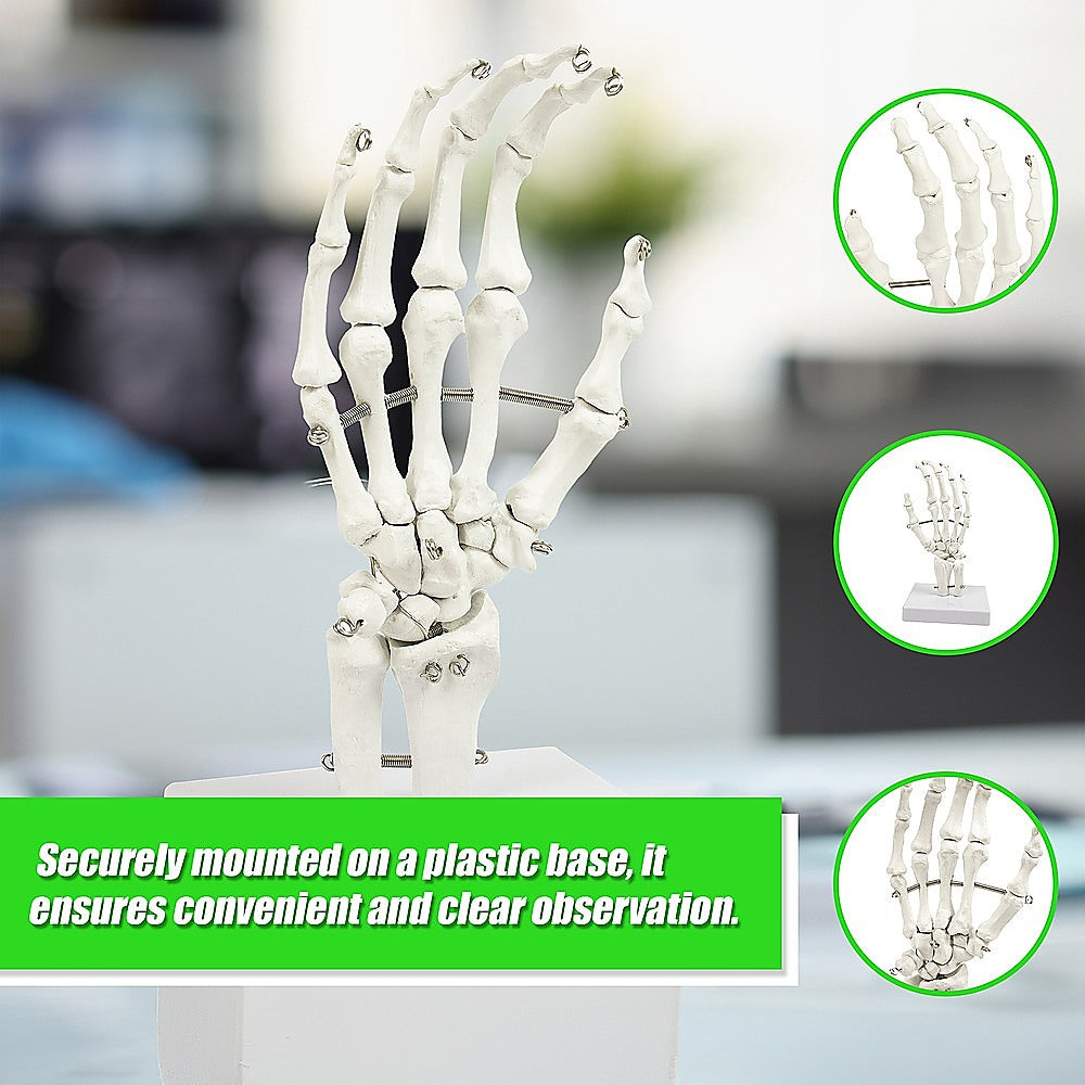 Detailed Anatomical Hand Skeleton Model, PVC, 12x25cm