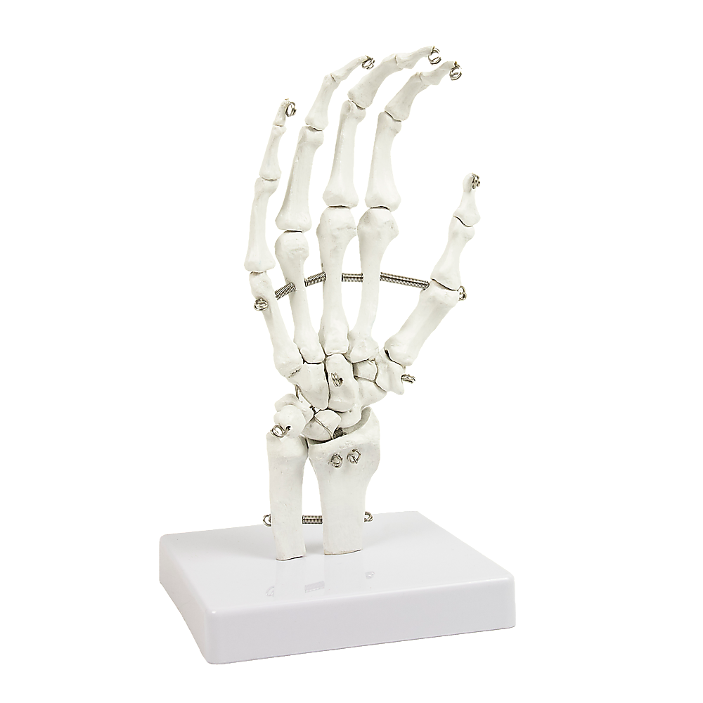 Detailed Anatomical Hand Skeleton Model, PVC, 12x25cm