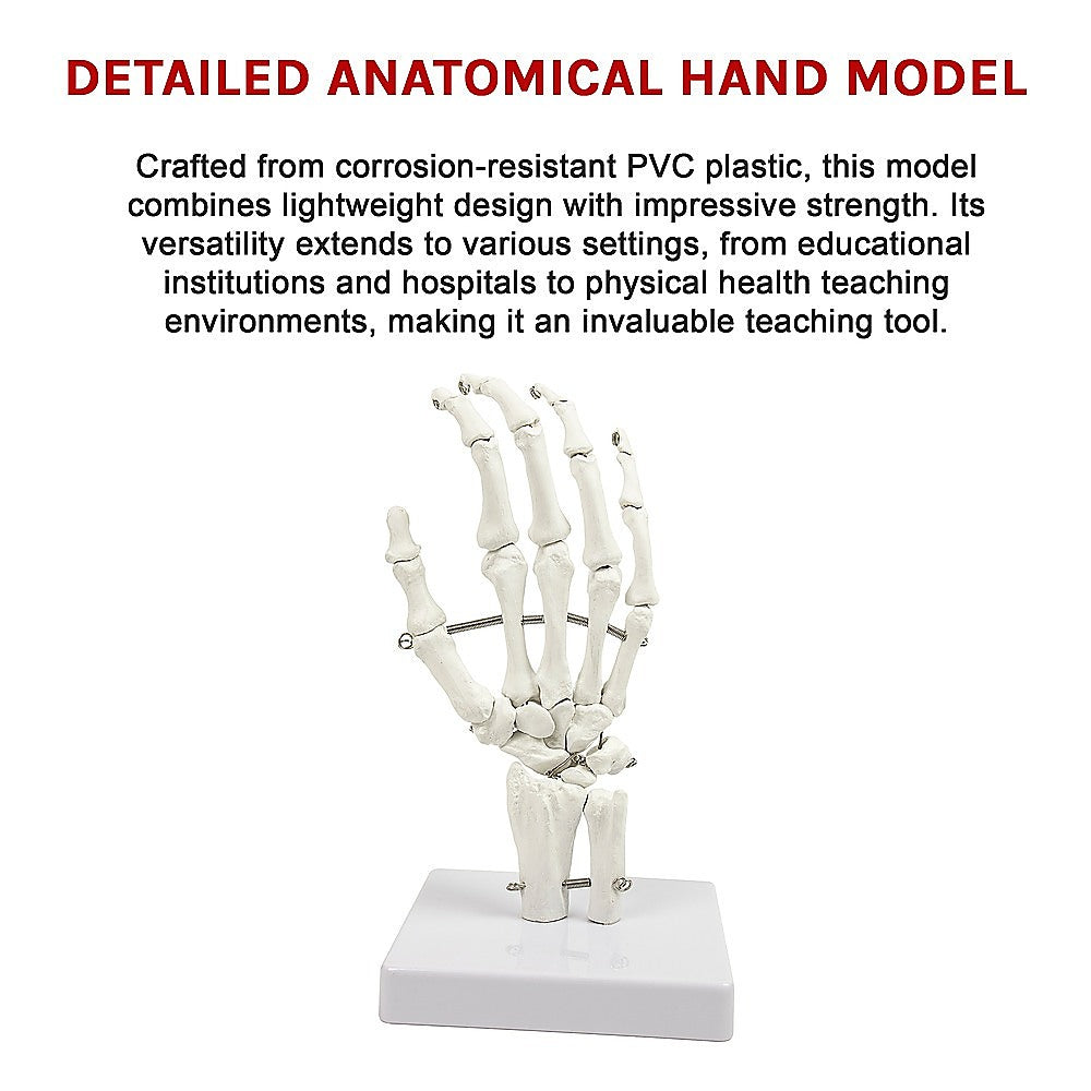 Detailed Anatomical Hand Skeleton Model, PVC, 12x25cm