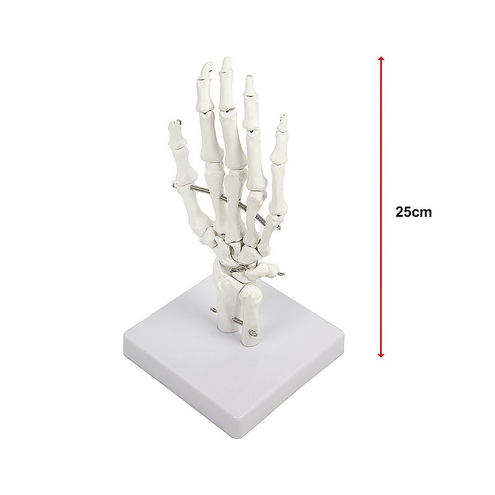 Detailed Anatomical Hand Skeleton Model, PVC, 12x25cm