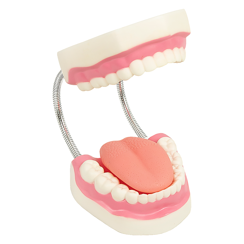 Enlarged Educational Dental Tooth Brushing Model Set