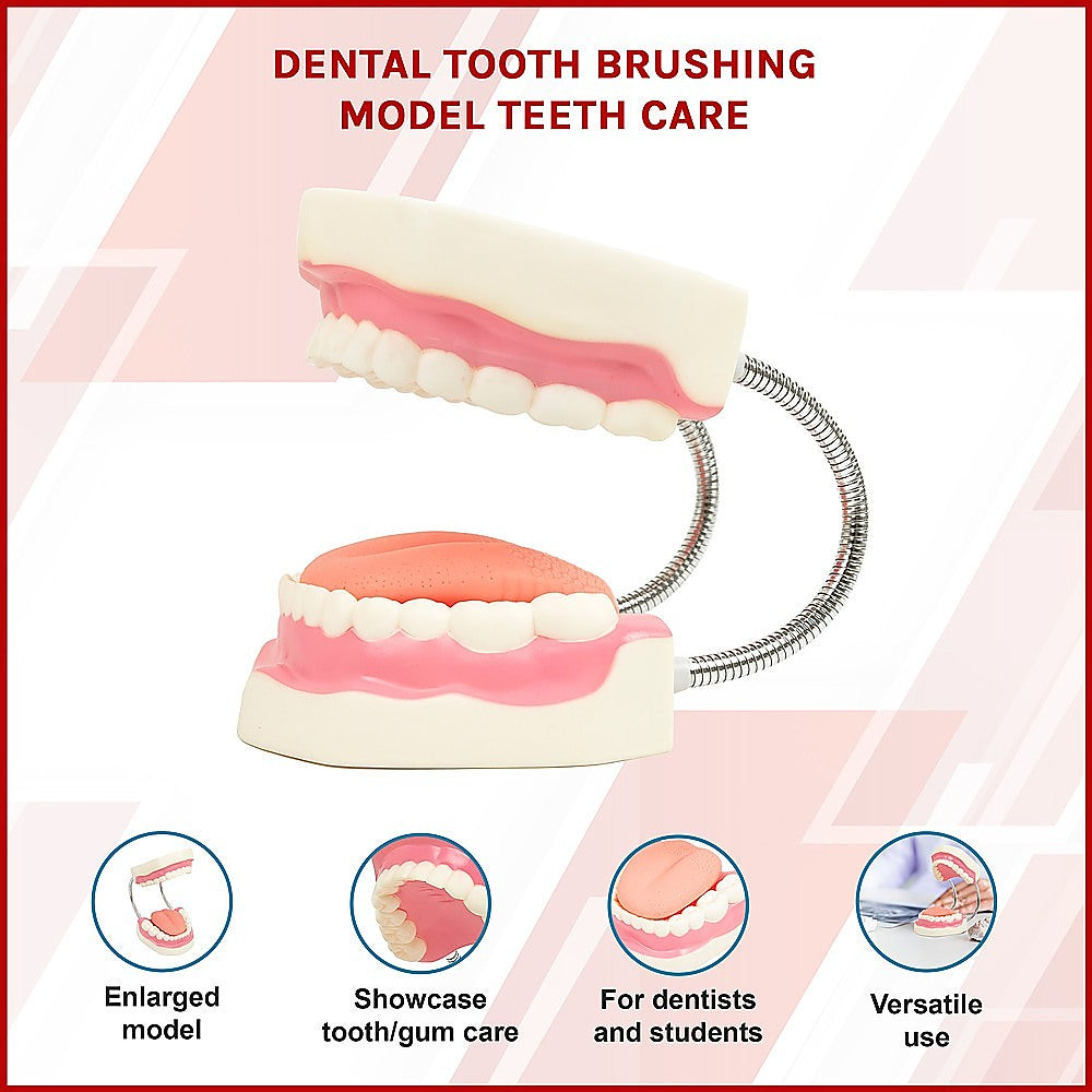 Enlarged Educational Dental Tooth Brushing Model Set