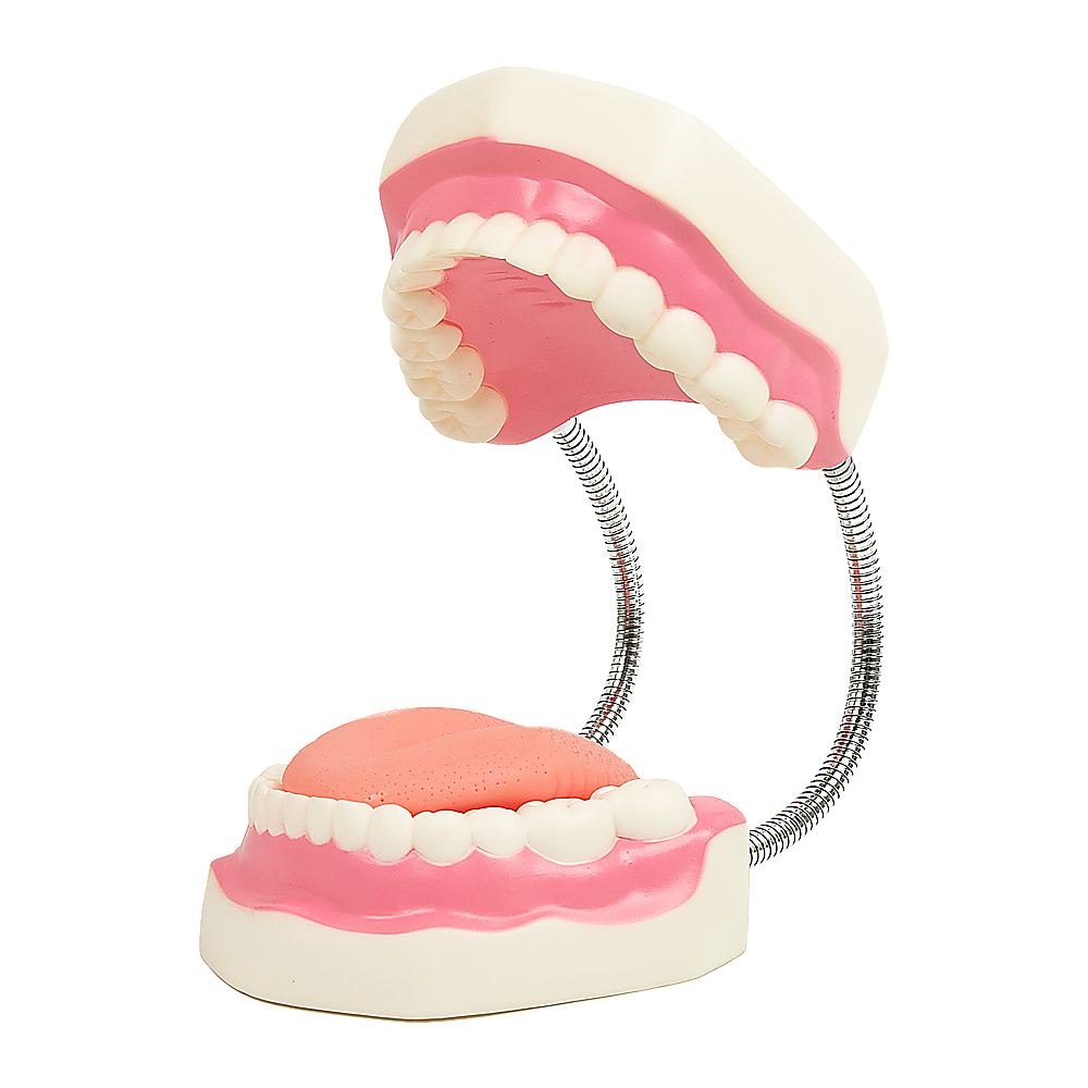 Enlarged Educational Dental Tooth Brushing Model Set