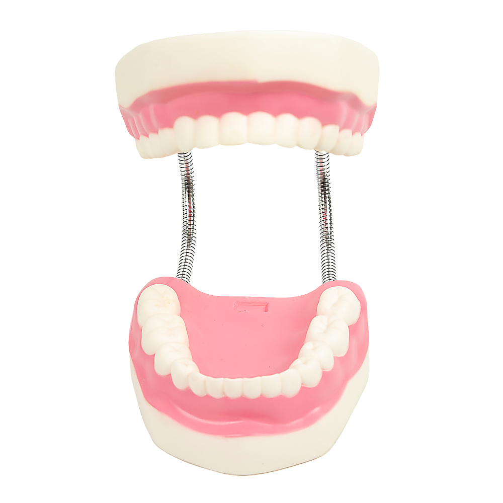 Enlarged Educational Dental Tooth Brushing Model Set