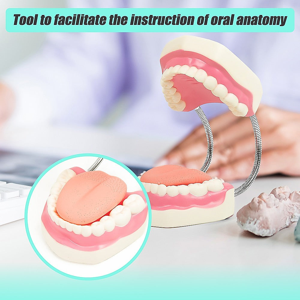 Enlarged Educational Dental Tooth Brushing Model Set