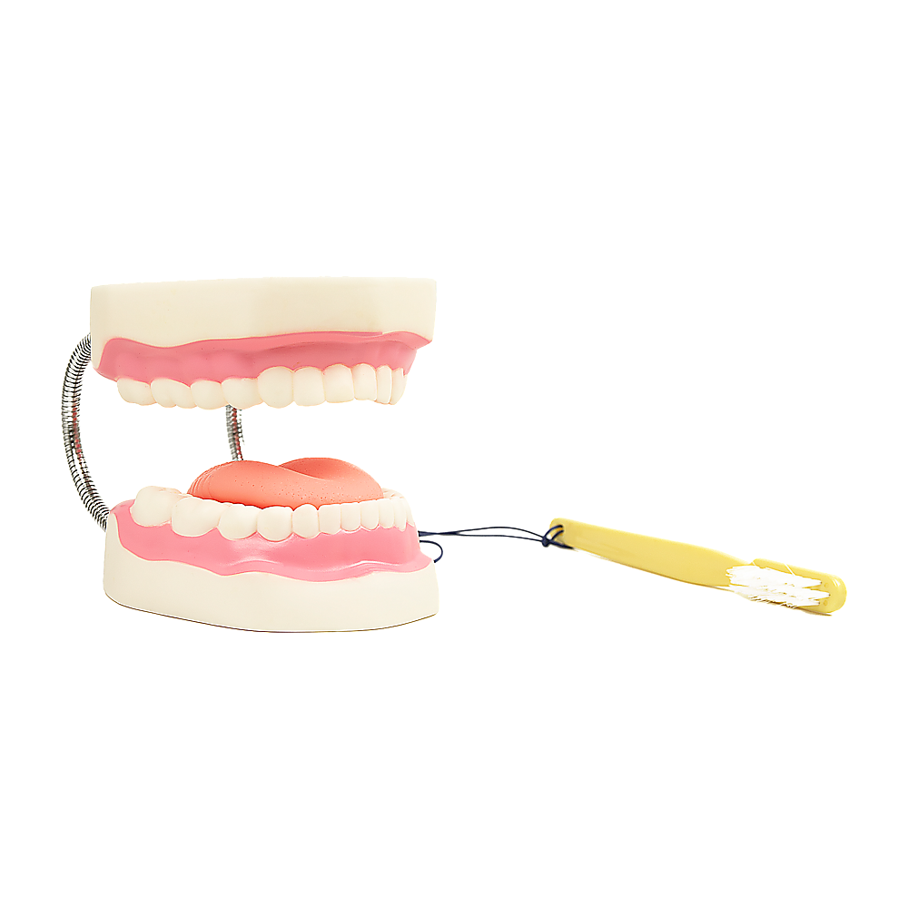 Enlarged Educational Dental Tooth Brushing Model Set