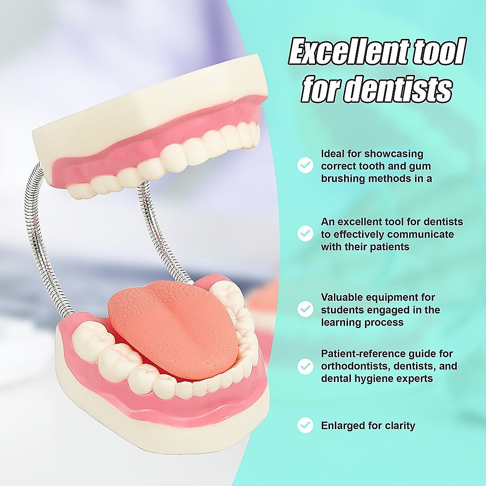 Enlarged Educational Dental Tooth Brushing Model Set