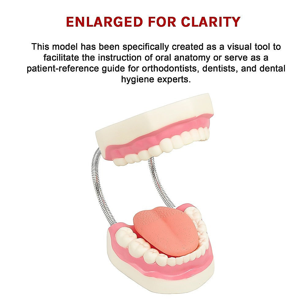 Enlarged Educational Dental Tooth Brushing Model Set