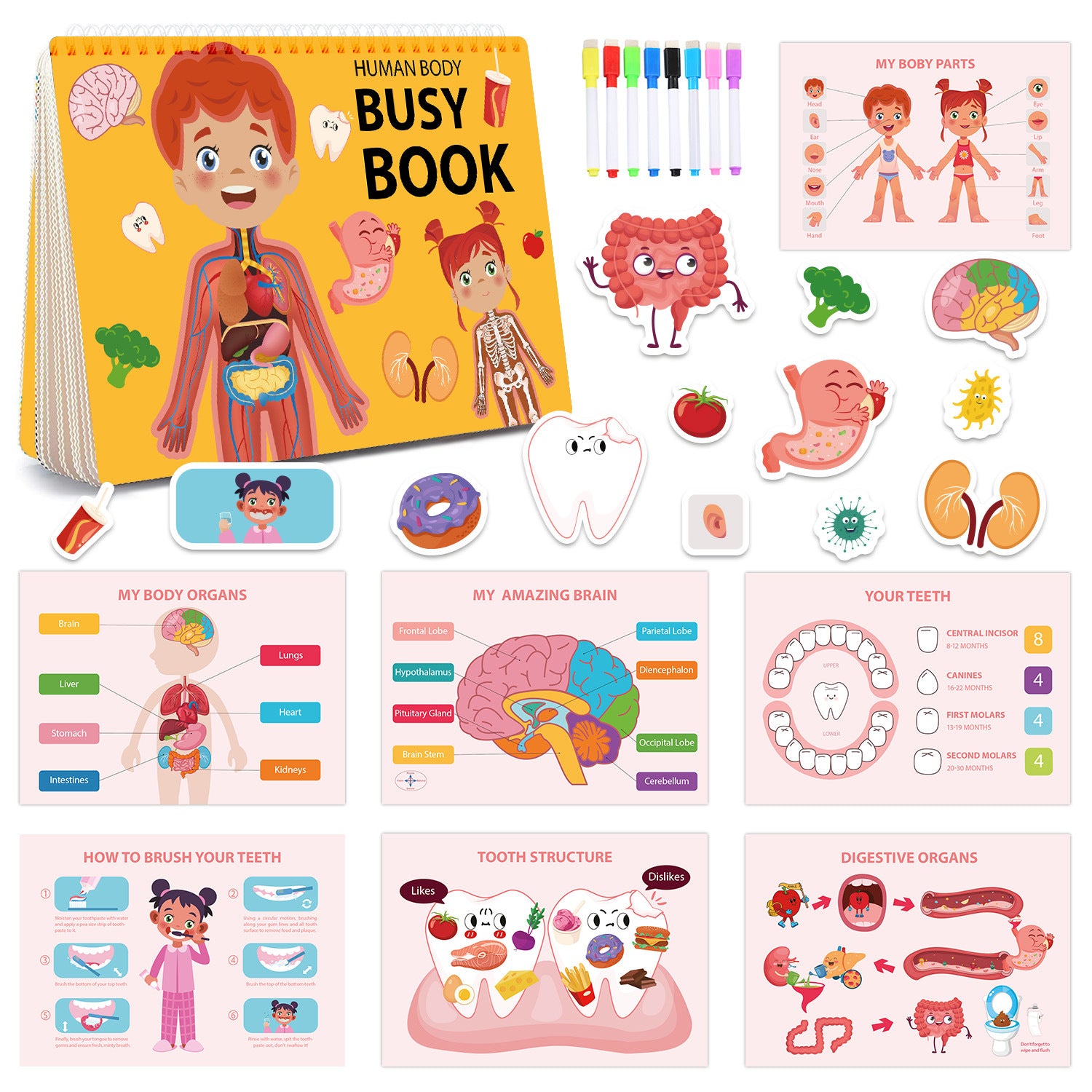 Interactive Human Body Busy Book Set 2 Books - Educational Quiet Learning Toy for Toddlers