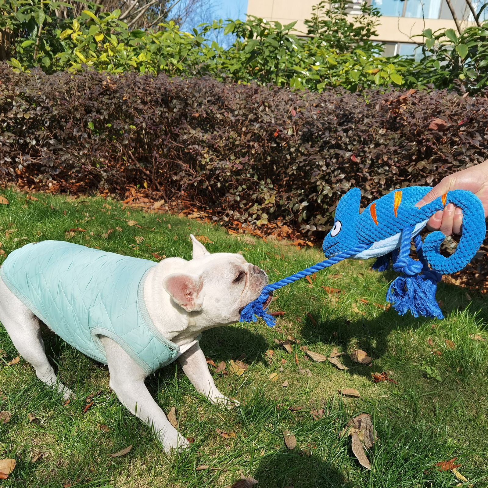 2 Pcs Blue Interactive Plush Chameleon Dog Toy with Squeaker & Rope Legs - Durable Chew Toy for Medium/Large Dogs, Teeth Cleaning Texture, Machine Washable 10.2in