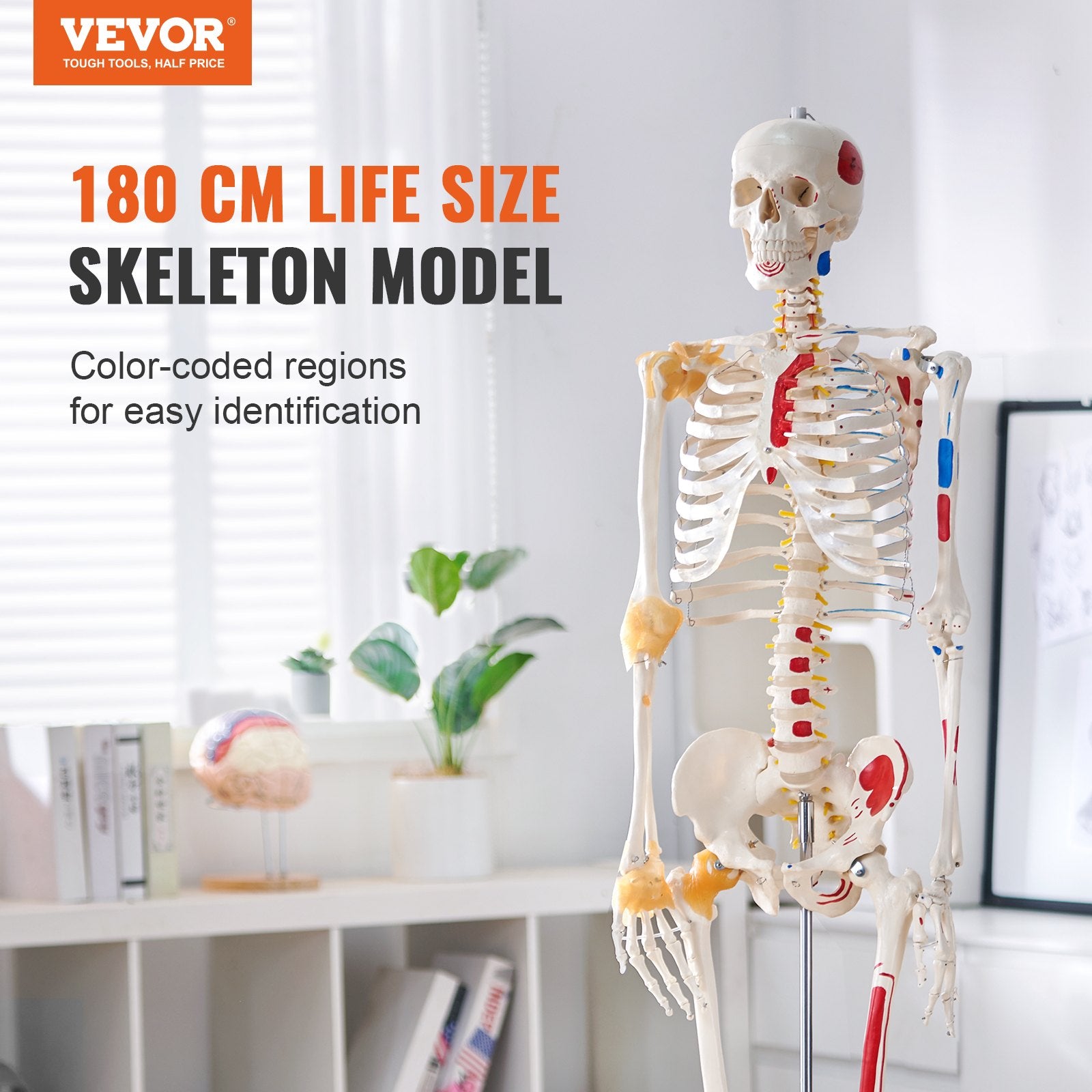 VEVOR Human Skeleton Model for Anatomy, 182 cm Life Size, Accurate PVC Anatomy Skeleton Model with Ligaments, Movable Arms, Legs & Jaw, with Muscle Origin & Insertion Points, for Professional Teaching