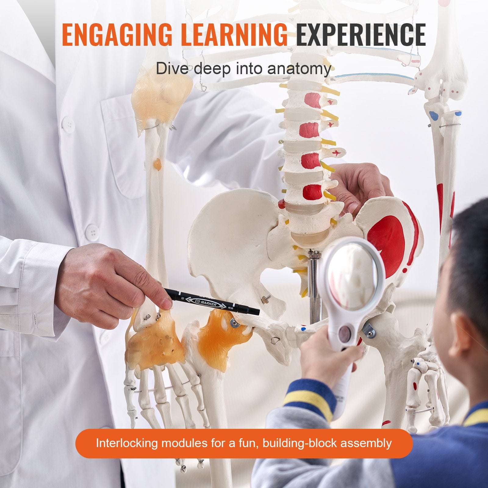 VEVOR Human Skeleton Model for Anatomy, 182 cm Life Size, Accurate PVC Anatomy Skeleton Model with Ligaments, Movable Arms, Legs & Jaw, with Muscle Origin & Insertion Points, for Professional Teaching