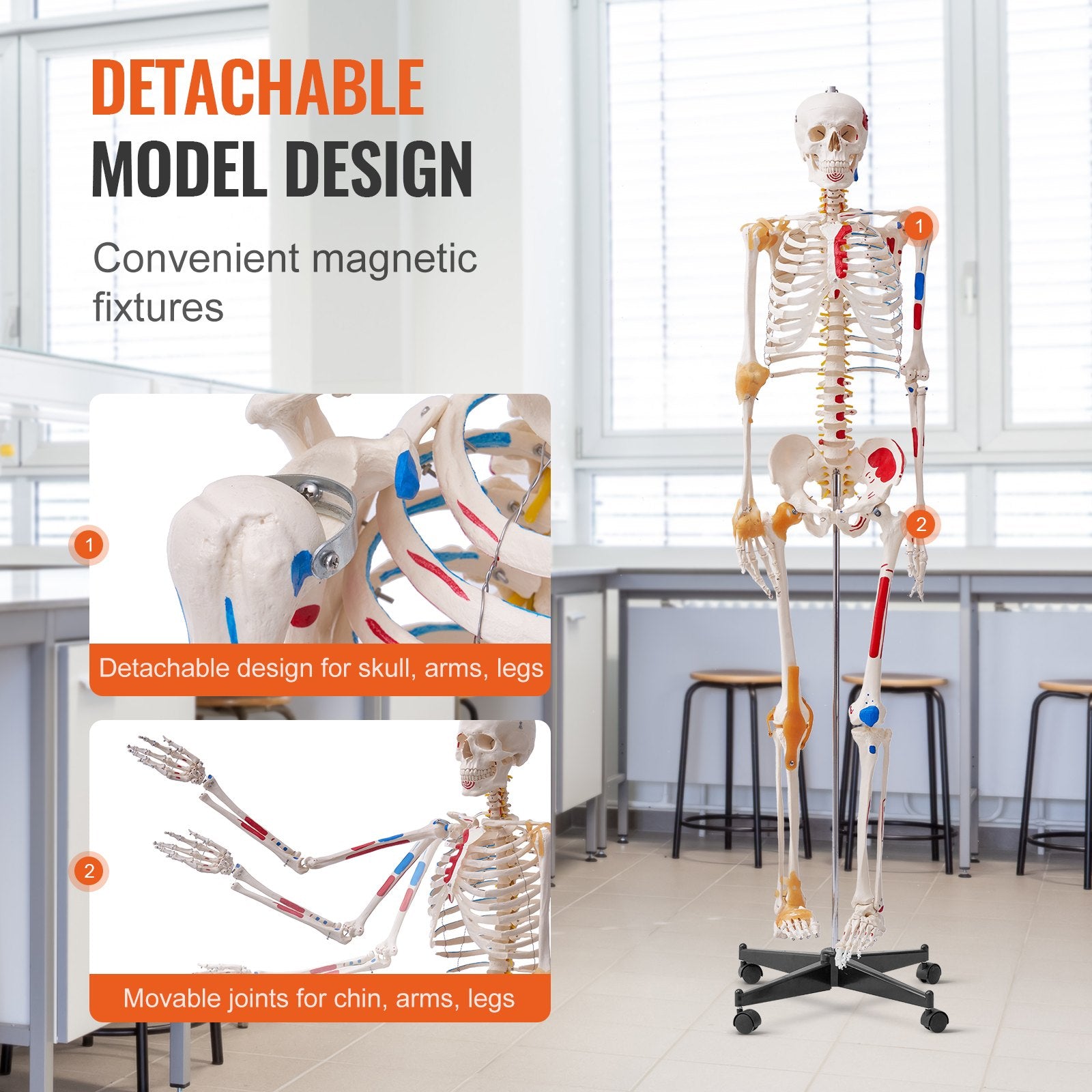 VEVOR Human Skeleton Model for Anatomy, 182 cm Life Size, Accurate PVC Anatomy Skeleton Model with Ligaments, Movable Arms, Legs & Jaw, with Muscle Origin & Insertion Points, for Professional Teaching