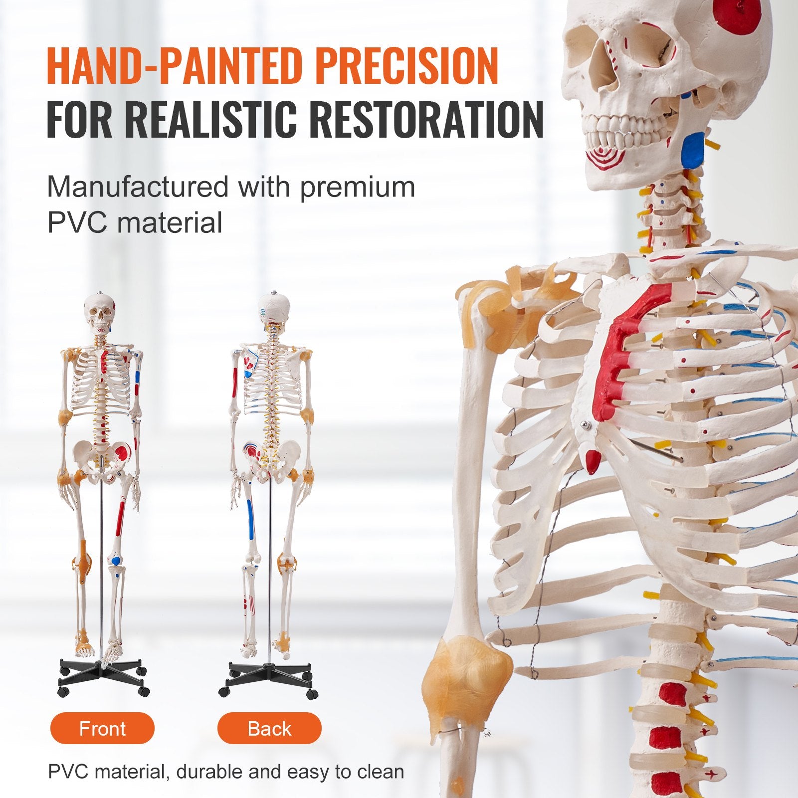 VEVOR Human Skeleton Model for Anatomy, 182 cm Life Size, Accurate PVC Anatomy Skeleton Model with Ligaments, Movable Arms, Legs & Jaw, with Muscle Origin & Insertion Points, for Professional Teaching
