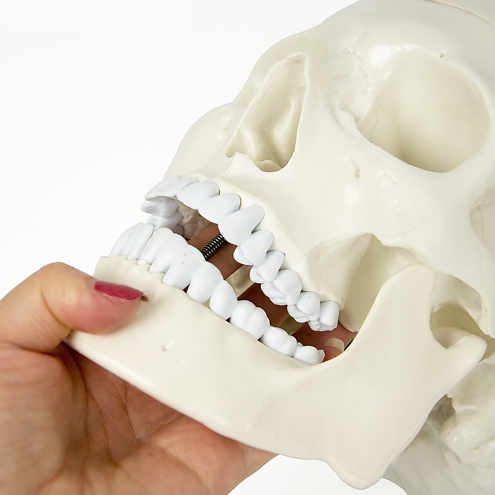 Life Size Anatomical Deluxe Human Skull Model Medical Skeleton Anatomy Replica