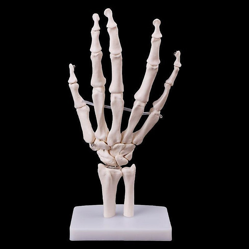 Hand Joint Anatomical Skeleton Model Human Anatomy Study Tool