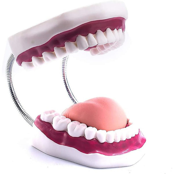 Dental Tooth Brushing Model Teeth Care