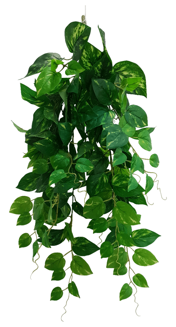 Heart Leaf Philodendron Hanging Creeper Bush 73cm
